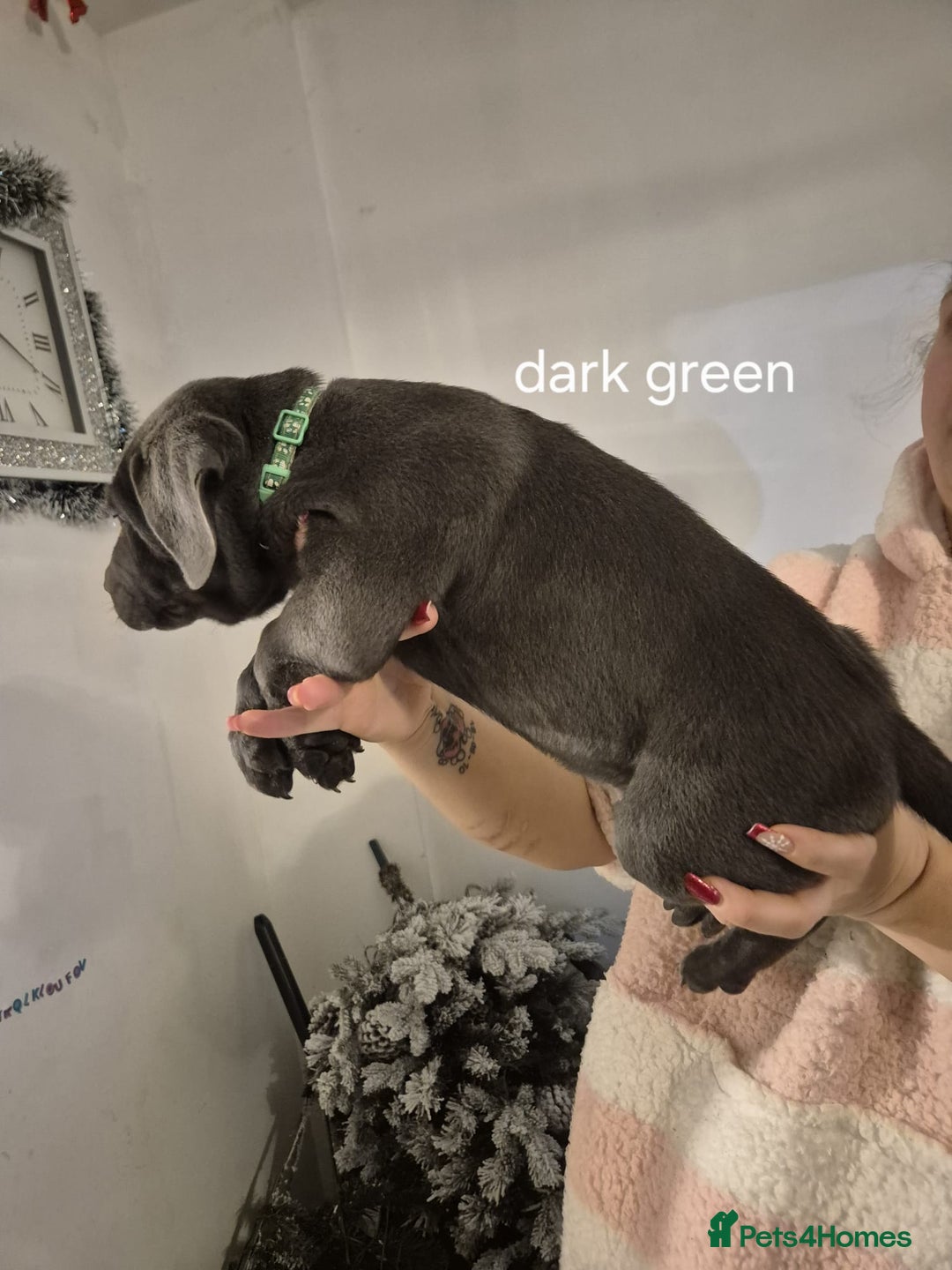 Cane Corso dogs for sale: Cane corso puppies - Advert 17