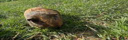 Guinea Pig rodents for sale: Guinea pig  - Advert 7