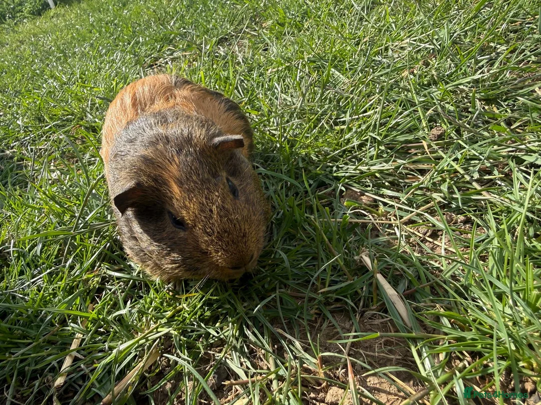 Guinea Pig rodents for sale: Guinea pig  - Advert 7