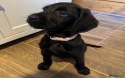 Labradoodle dogs for sale: Health Tested - F1 Labradoodles - Image 9