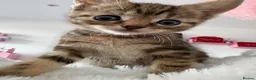 Mixed Breed cats for sale: Beautiful tabby kitten  in Hemel Hempstead - Advert 4