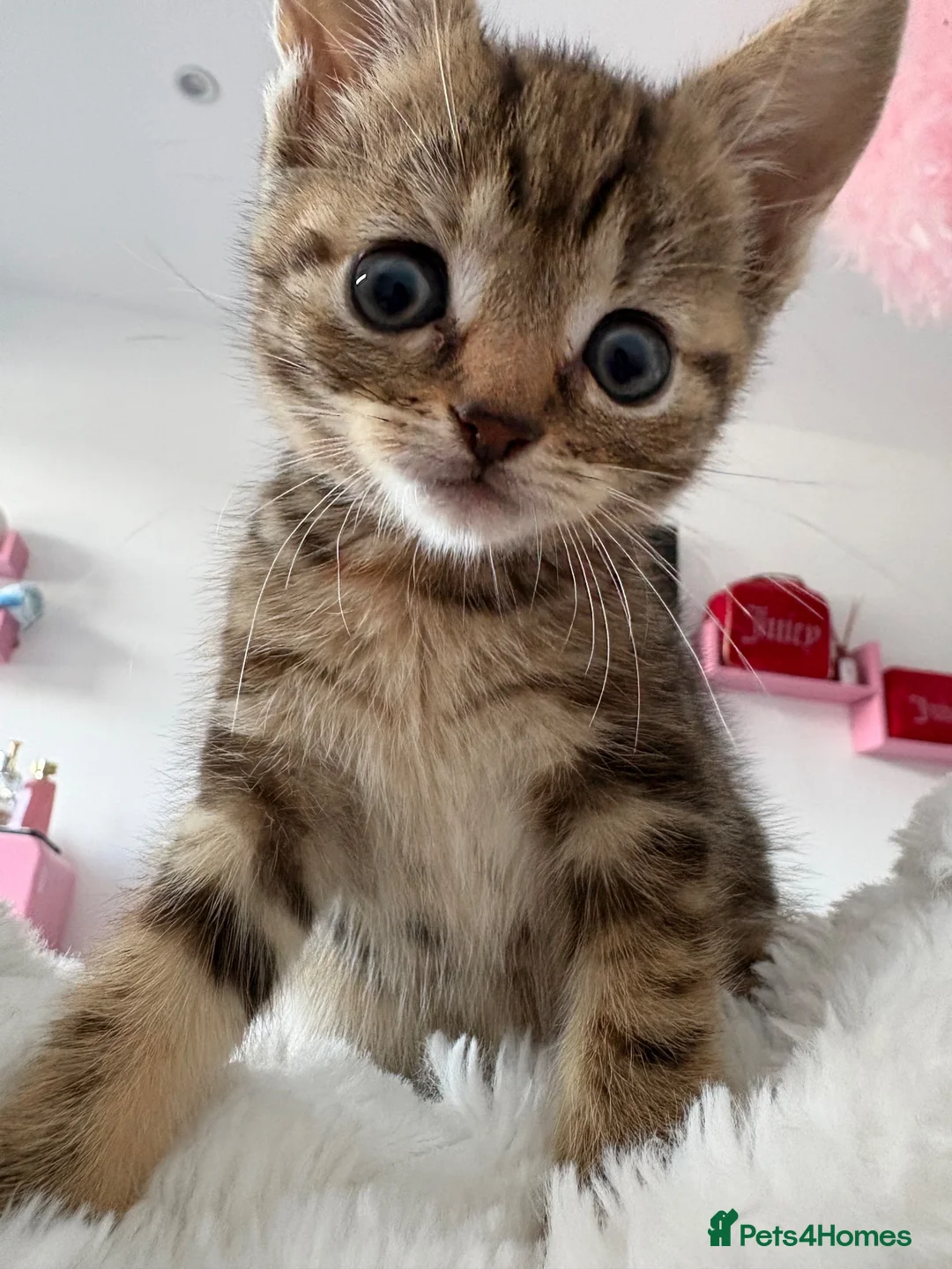 Mixed Breed cats for sale: Beautiful tabby kitten  in Hemel Hempstead - Advert 4