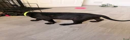 Mixed Breed dogs for sale: Staffordshire bull terrier X Cane corso puppies - Advert 9