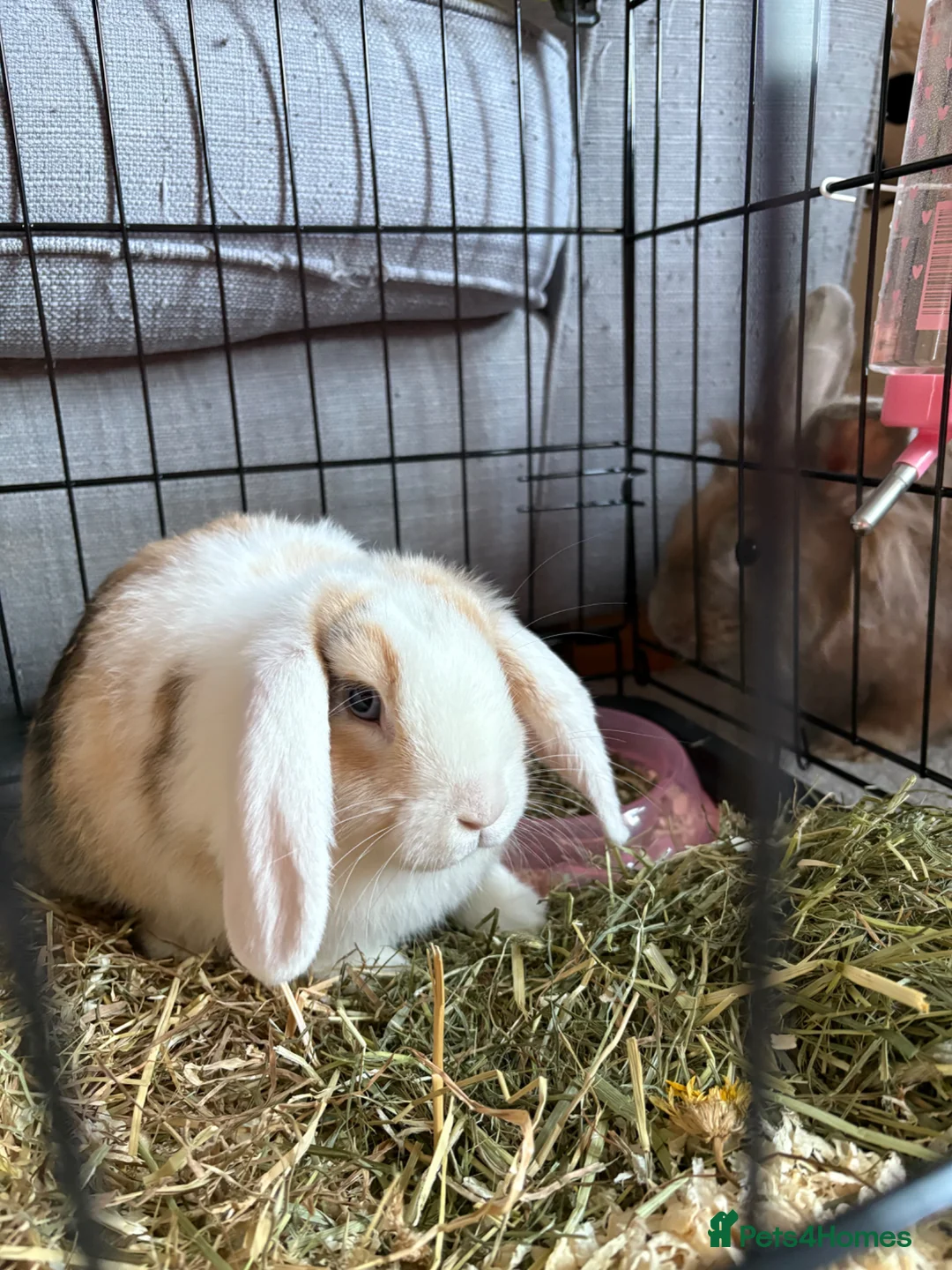 Mini Lop rabbits for sale: Rabbit needing a home  - Advert 2