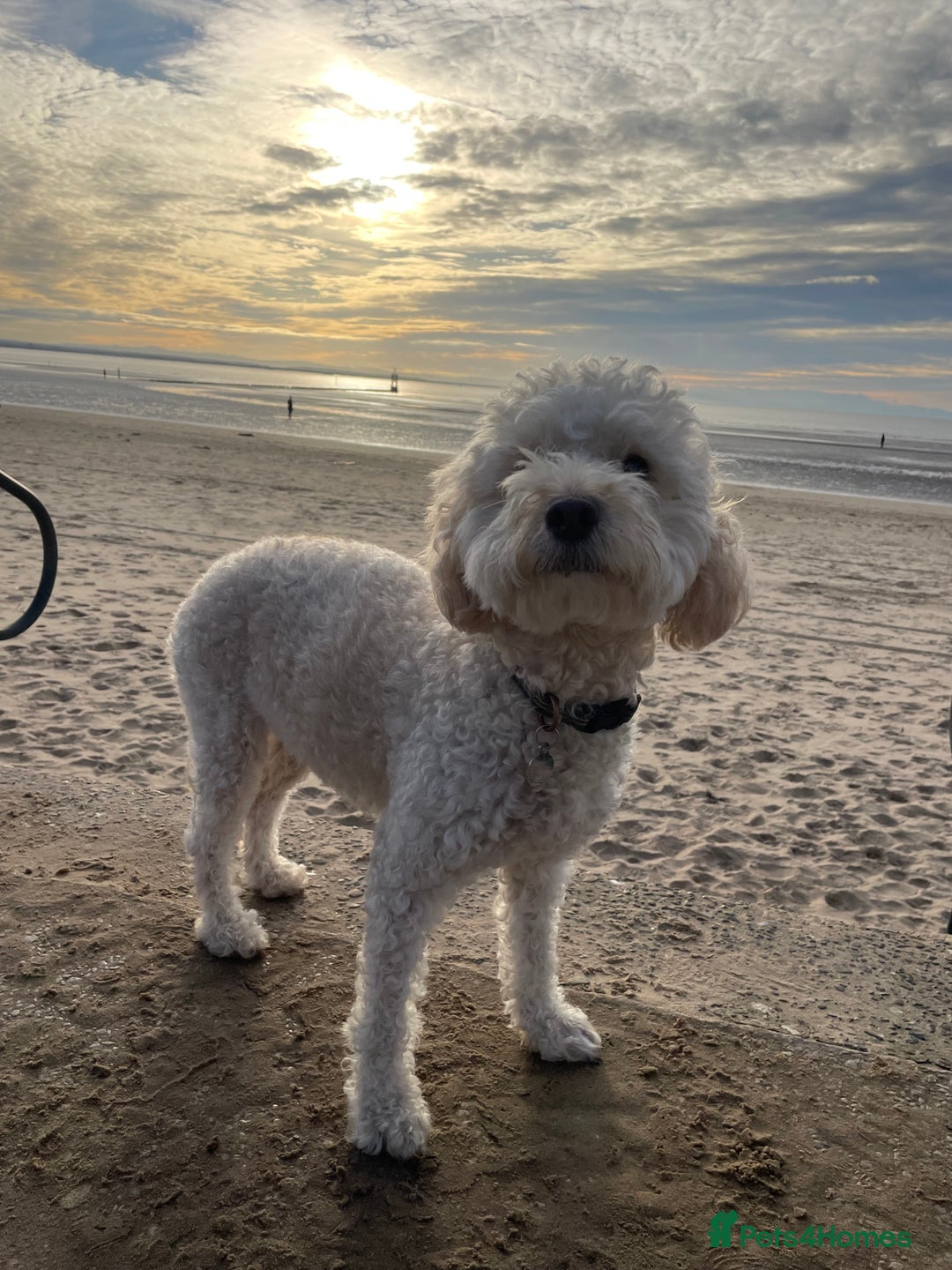 Cockapoo dogs for sale: Cockapoo F1b Puppies born 8 December  - Advert 2