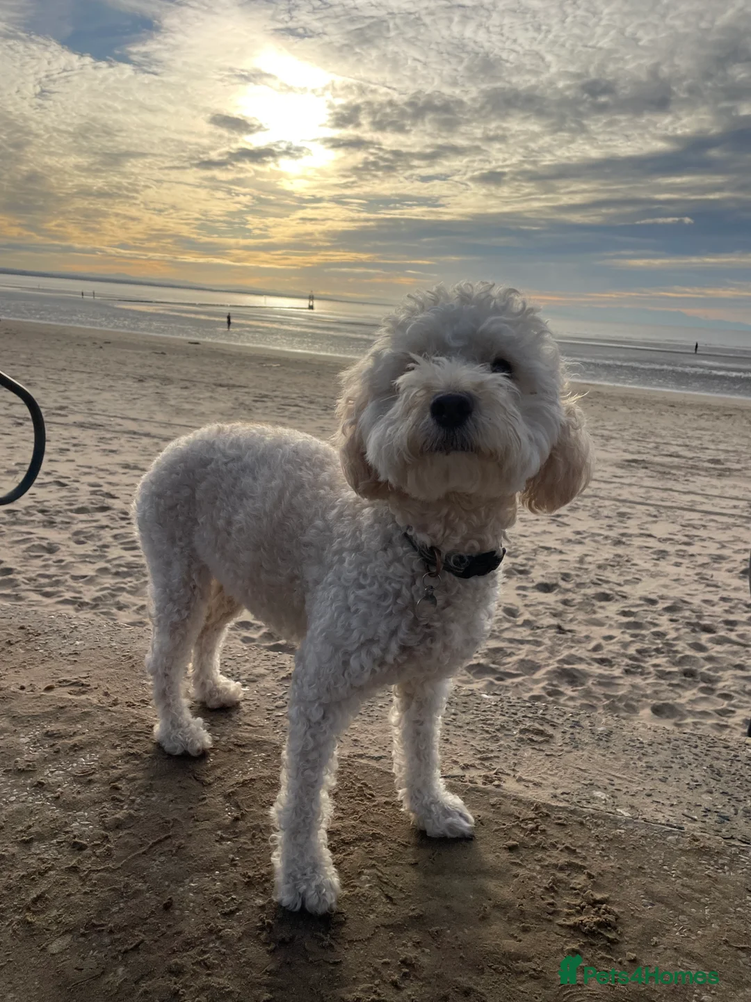 Cockapoo dogs for sale: Cockapoo F1b Puppies born 8 December  - Advert 4