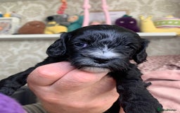 Cavapoo dogs for sale: Our last beautiful F1 Cavapoo is available! - Image 4