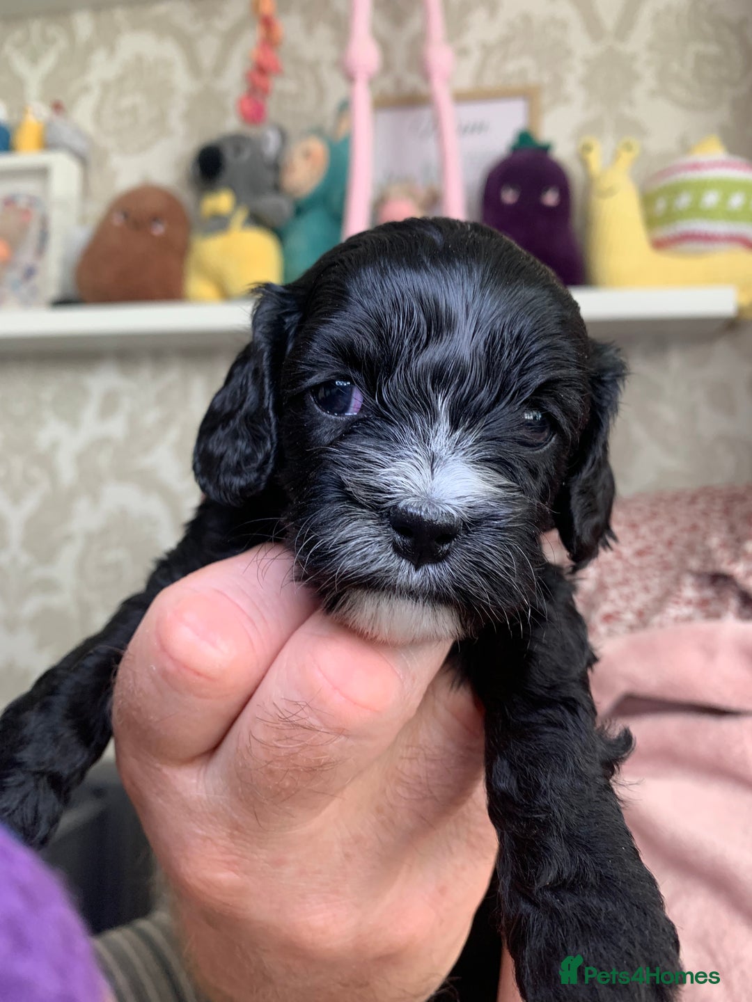 Cavapoo dogs for sale: Our last beautiful F1 Cavapoo is available! - Image 4