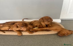 Hungarian Vizsla dogs for sale: Hungarian Vizsla puppies   - Image 11