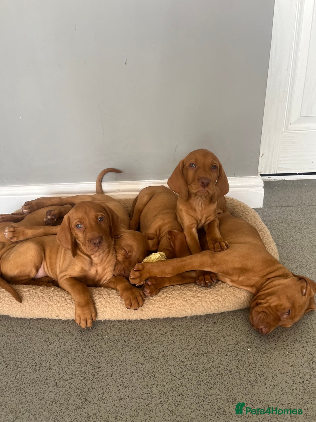 Hungarian Vizsla dogs for sale: Hungarian Vizsla puppies   - Image 11