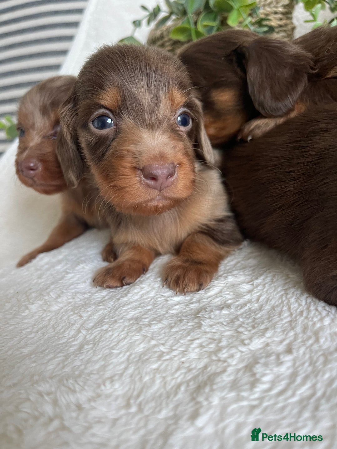 Miniature Dachshund dogs for sale: STUNNING DNA CLEAT MINI DACHSHUNDS - Advert 8
