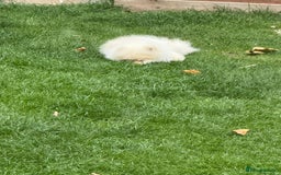 Pomeranian dogs for sale: Rehoming required for our two brothers.  - Image 6