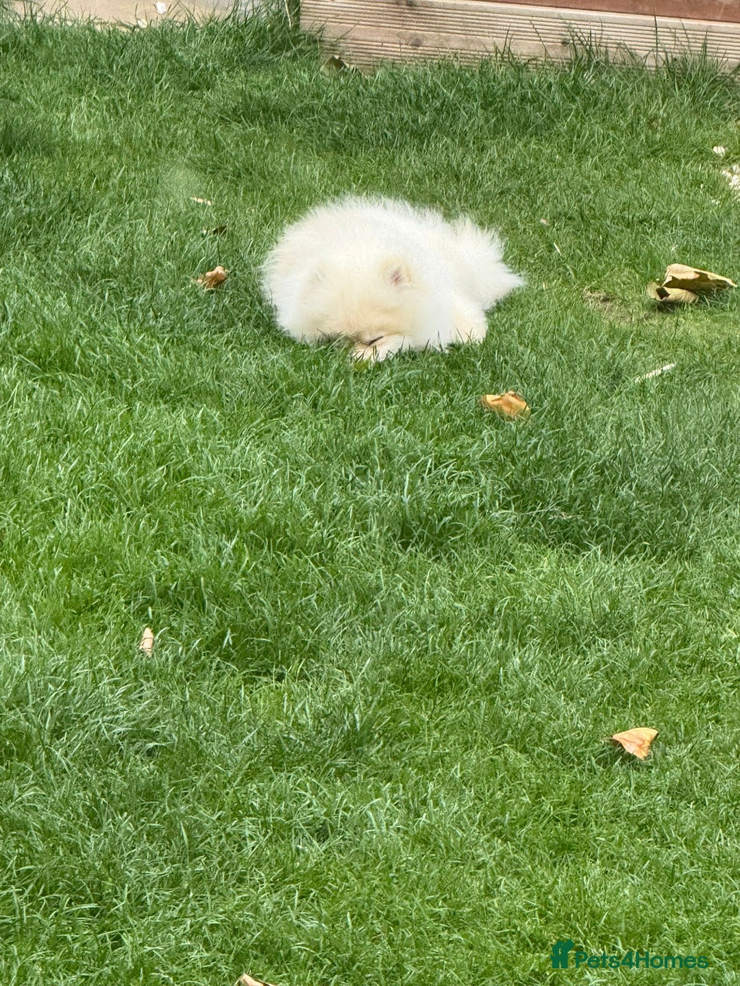 Pomeranian dogs for sale: Rehoming required for our two brothers.  - Image 6