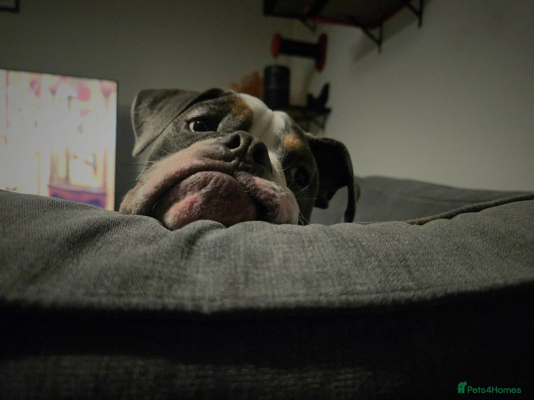 Olde English Bulldogge dogs for sale: Violet - Advert 1