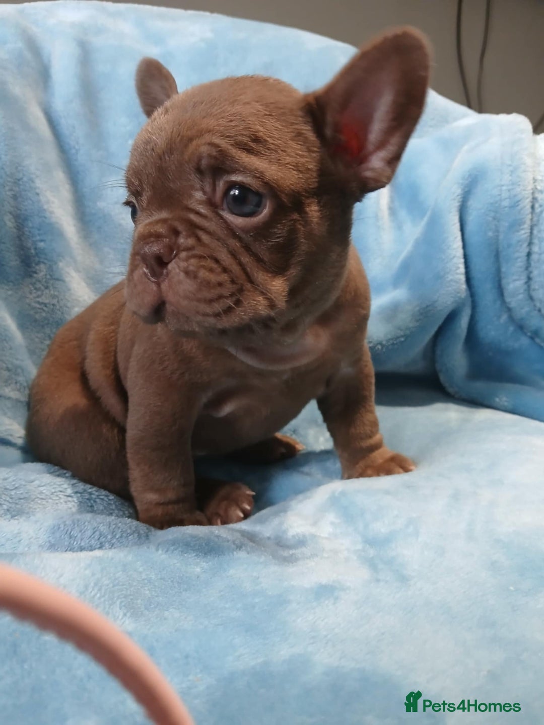 French Bulldog dogs for sale: French bulldogs for sale  - Image 3