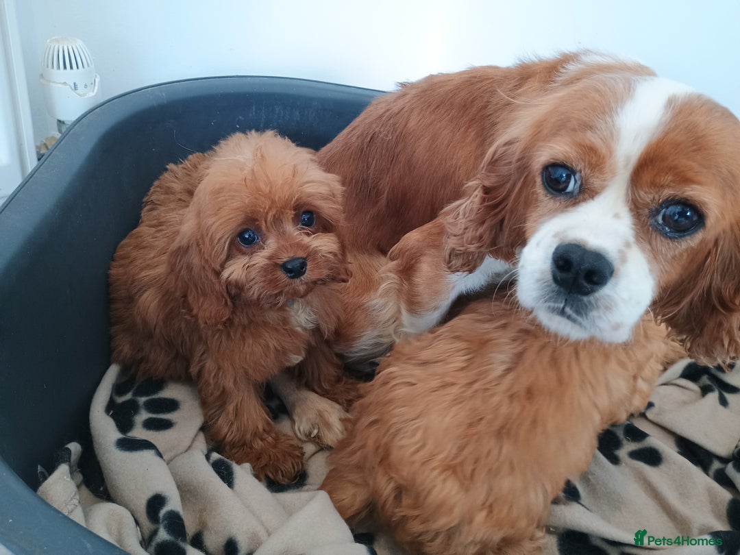 Cavapoo dogs for sale: Cavapoos  - Image 6