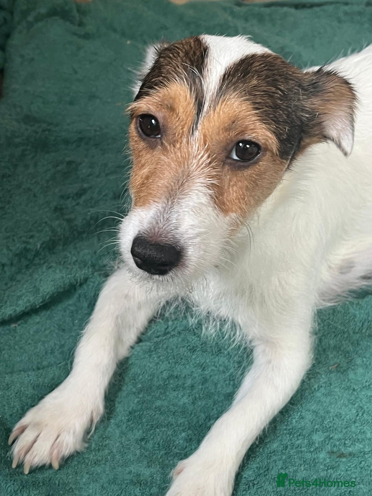 Jack Russell dogs for sale: Jack Russell Puppies  - Advert 1