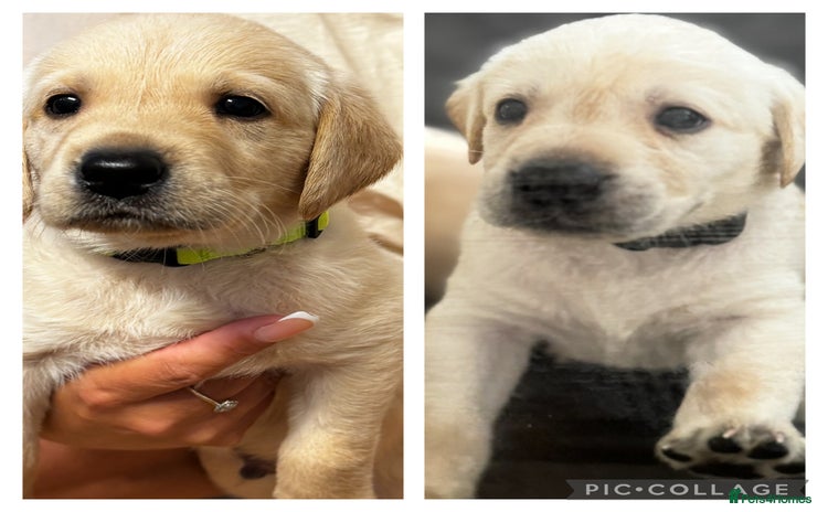 Labrador Retriever dogs - Advert 4