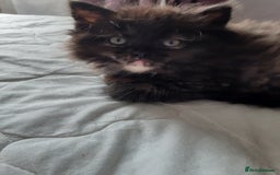 Ragdoll cats for sale: Ragdoll/Persian kittens - Image 2