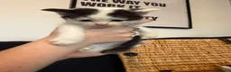 Ragdoll cats for sale: Ragdoll mix shorthair  - Advert 4