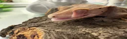 Mixed Breed reptiles for sale: various geckos! - Advert 6