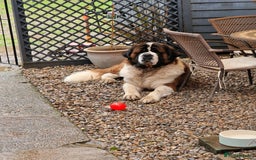 Saint Bernard dogs for stud: Stunning KC reg saint Bernard for stud.  in Chester - Image 18