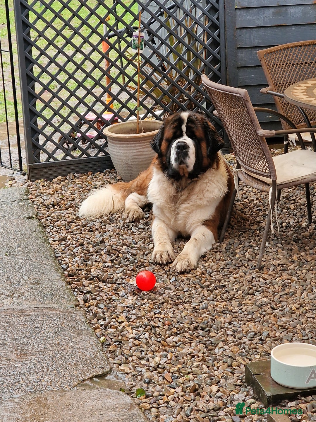 Saint Bernard dogs for stud: Stunning KC reg saint Bernard for stud.  in Chester - Image 18