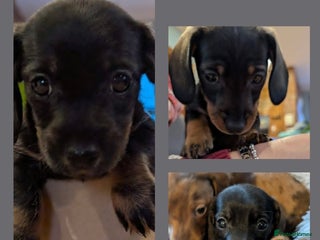 Miniature Dachshund dogs Miniature Daschund Puppies x6 Boys 🩵💙 - Advert 4