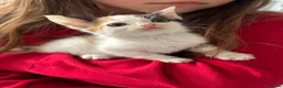 Mixed Breed cats for sale: Beautiful kittens  - Advert 2