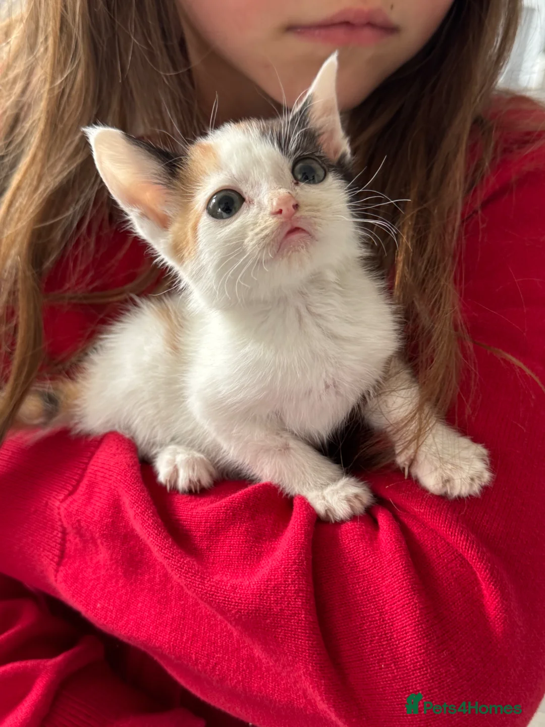 Mixed Breed cats for sale: Beautiful kittens  - Advert 2