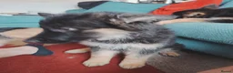 Shepsky dogs for sale: German Shepherd pups - Advert 17