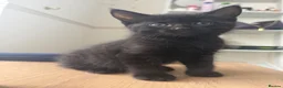 Mixed Breed cats for sale: jonipeterson@gmail.com - Advert 9