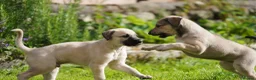 Lurcher dogs for sale: Suki x Charlie - Saluki, Collie, Bull, Grey - Advert 9