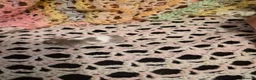Mouse rodents for sale: 3 Cute Female Baby Fancy Mice - Advert 6