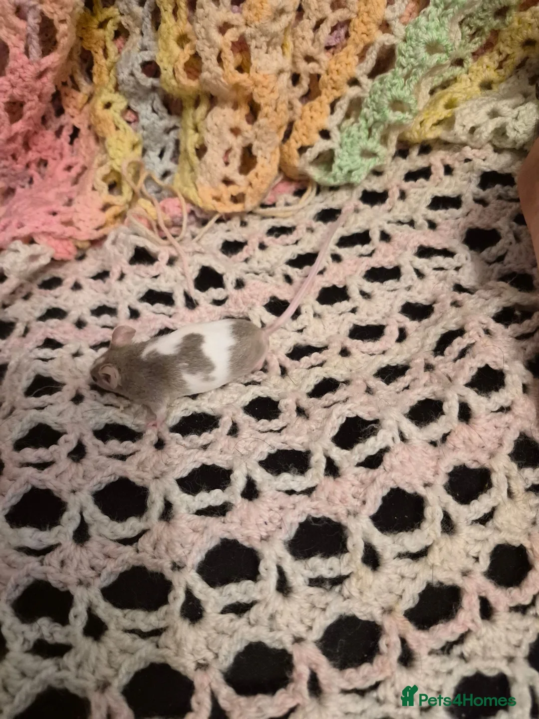 Mouse rodents for sale: 3 Cute Female Baby Fancy Mice - Advert 6