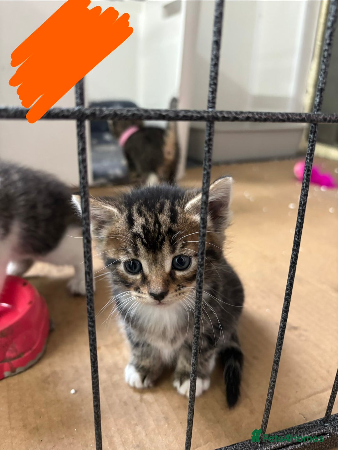 Domestic Shorthair cats for sale: Domestic Shorthair Kittens (dad bengal) - Image 5