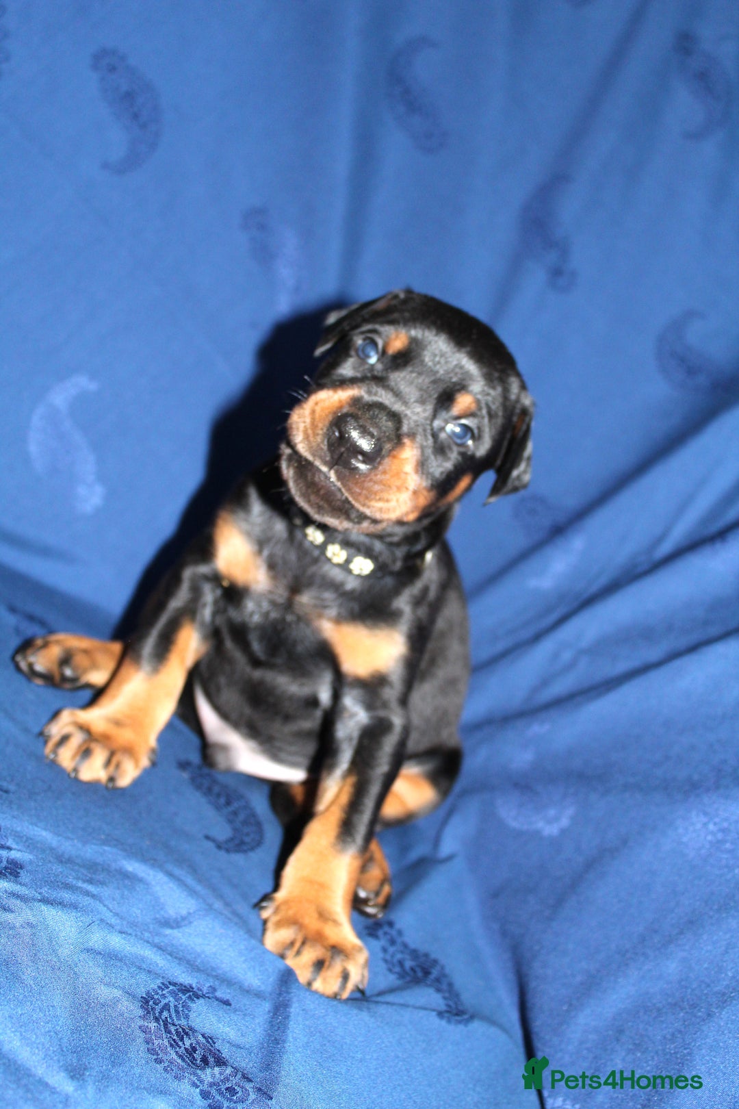 Dobermann dogs for sale: Best quality European Doberman Puppies  - Image 8