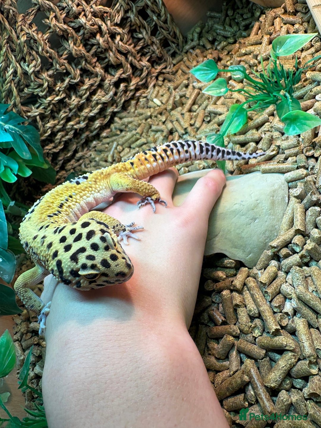 Leopard Gecko reptiles for sale: Male leopard gecko  - Advert 1