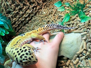 Leopard Gecko reptiles Male leopard gecko - Advert 1
