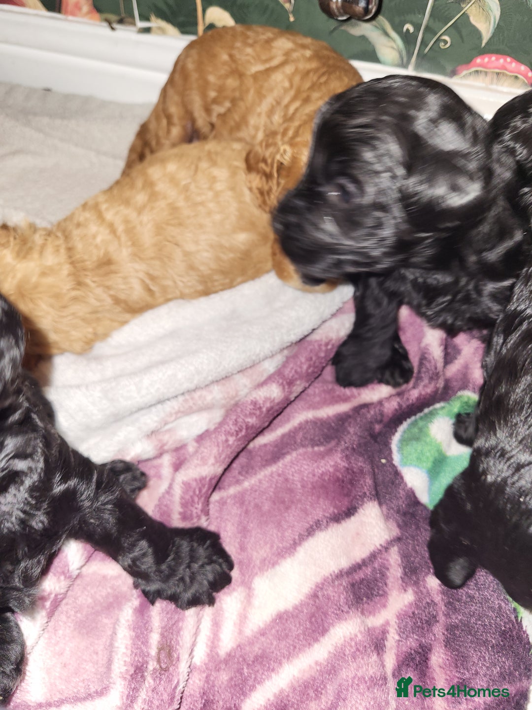 Cockapoo dogs for sale: 1 LEFT Toy f1b cokapoos🐶🐶 - Advert 22