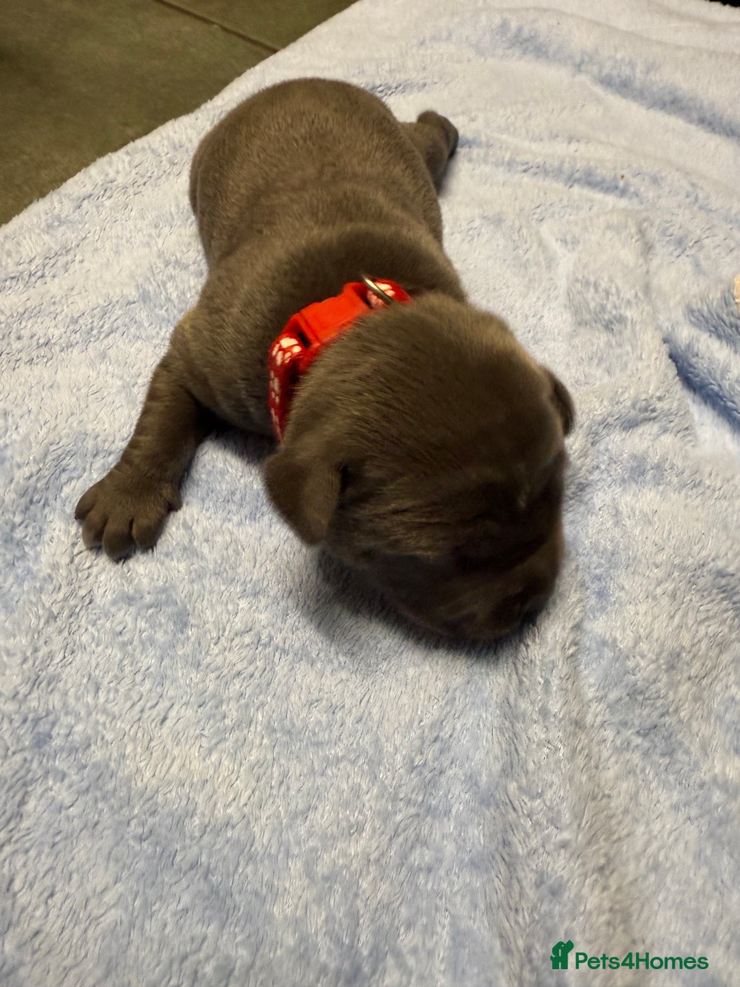 Staffordshire Bull Terrier dogs for sale: Blue Staffordshire bull terrier staffy  - Advert 25