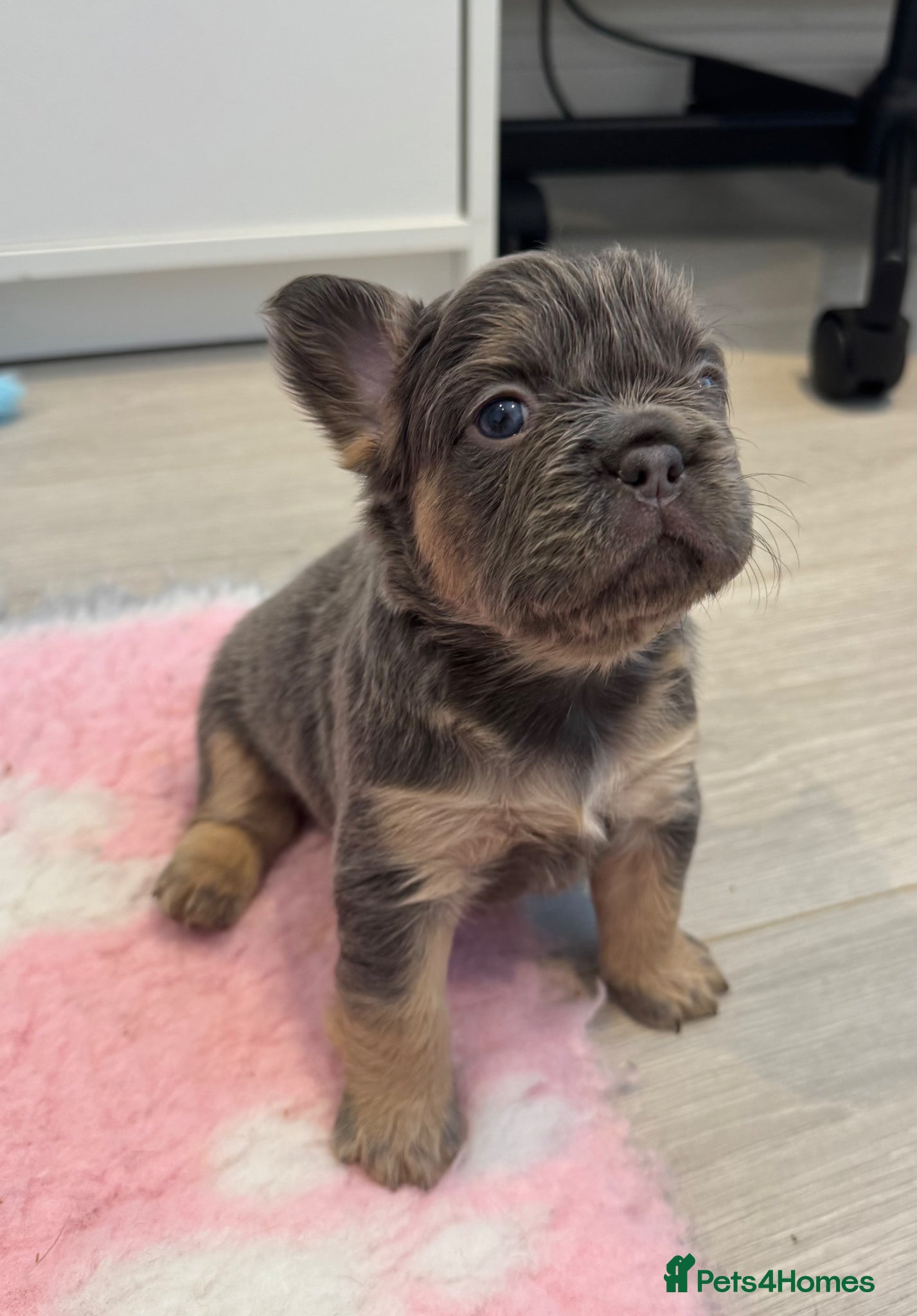 French Bulldog dogs for sale: Last Girl Remaining 🐶  KC Registered ! - Advert 17