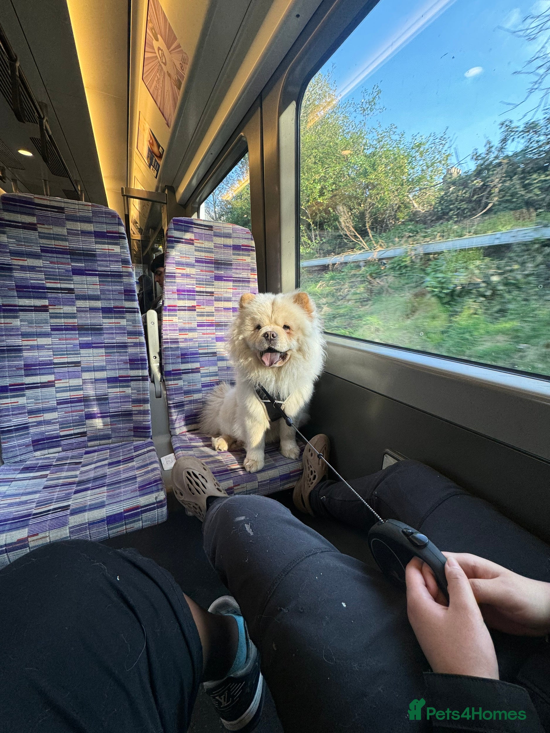 Chow Chow dogs Chino the beautiful chow with 🧬MERLE GENE 🧬  in Romford - Advert 13