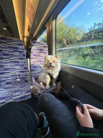 Chow Chow dogs in Romford - Advert 1