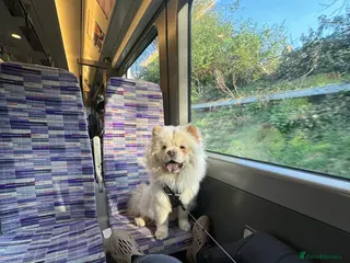 Chow Chow dogs Chino the beautiful chow (proven) in Romford - Advert 4