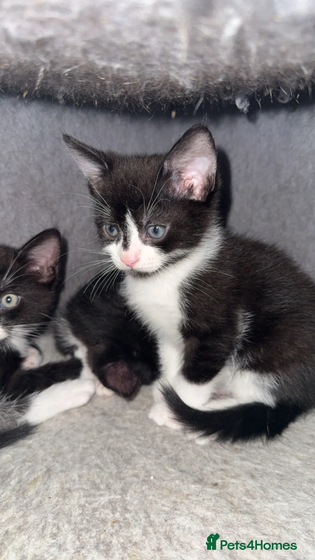 Mixed Breed cats for sale: Boy kittens for sale  - Advert 2