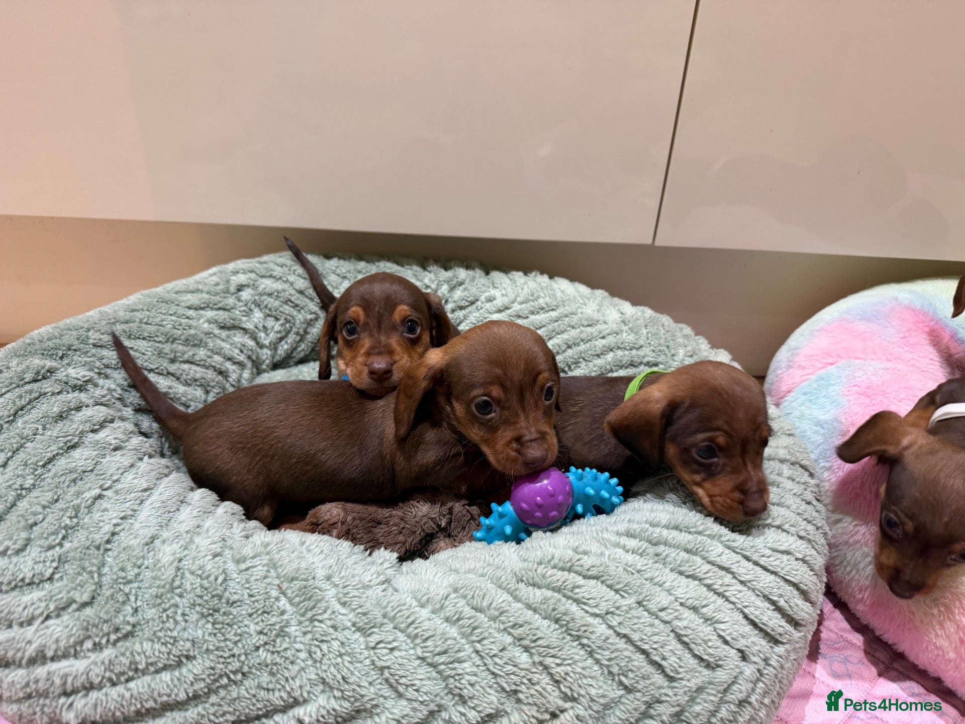 Miniature Dachshund dogs for sale: Chocolate & Tan Miniature Dachshund Pups  - Advert 2