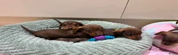 Miniature Dachshund dogs for sale: Chocolate & Tan Miniature Dachshund Pups  - Advert 2