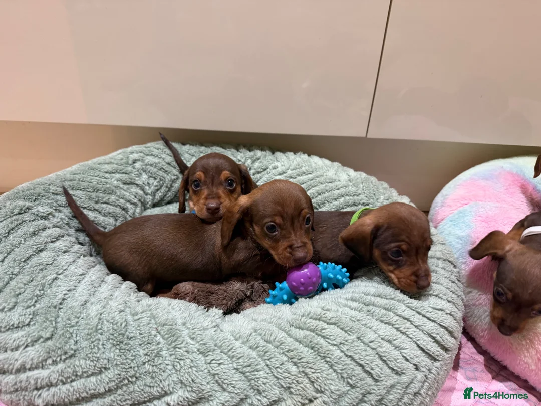 Miniature Dachshund dogs for sale: Chocolate & Tan Miniature Dachshund Pups  - Advert 2