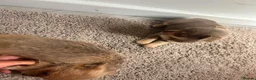 Chihuahua dogs for sale: Chihuahua puppies  - Advert 11